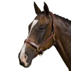 Collegiate Deluxe Padded Breakaway Halter - Brown