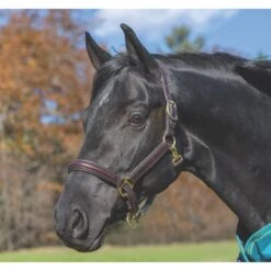 Shires Avignon Leather Halter - Havana